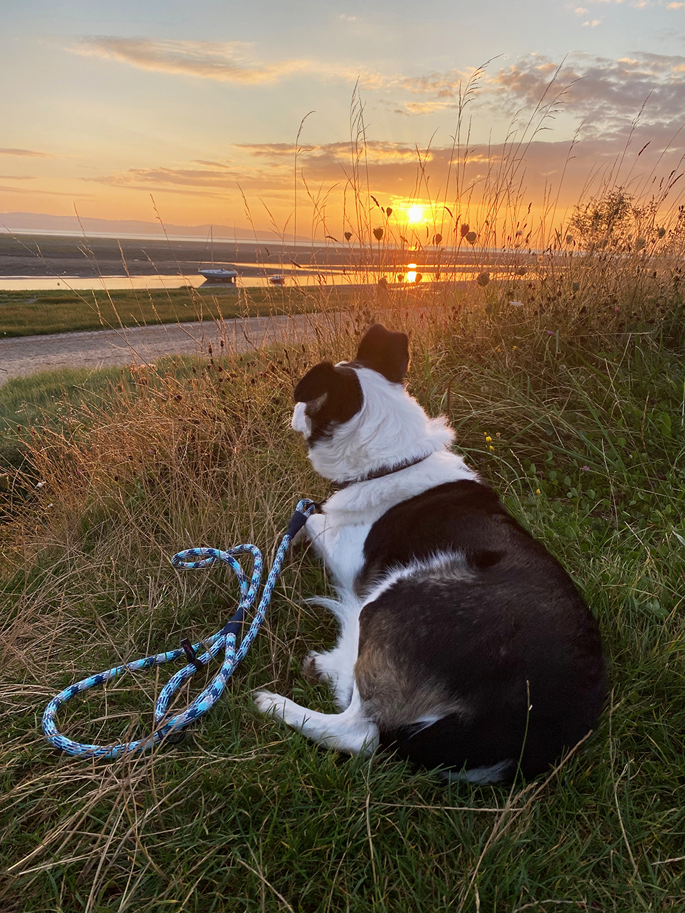 Hem & Boo Pet Accessories