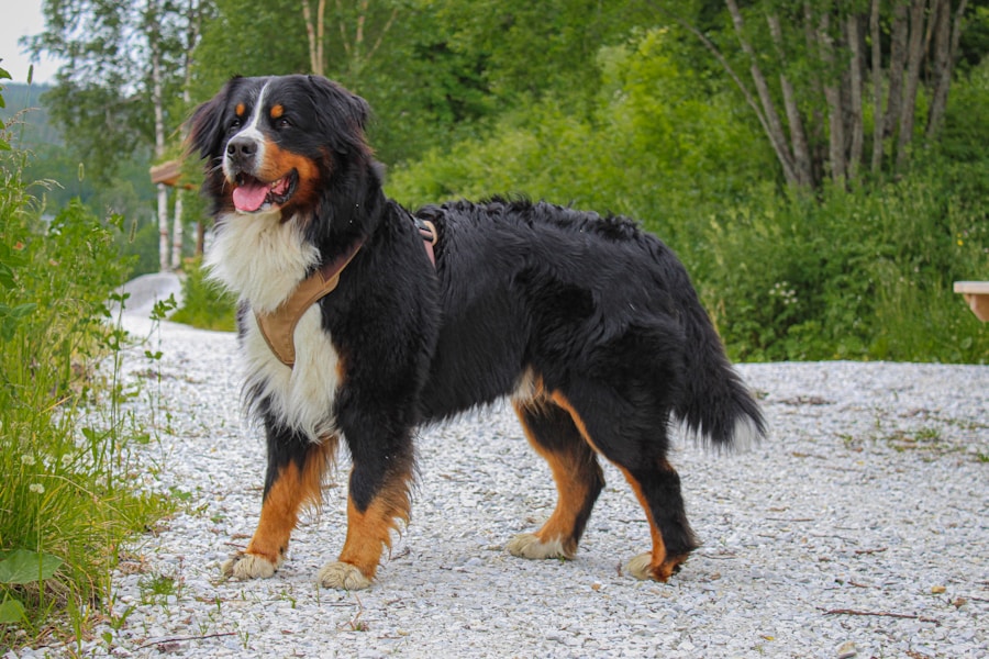 Photo Bernese Mountain Dog