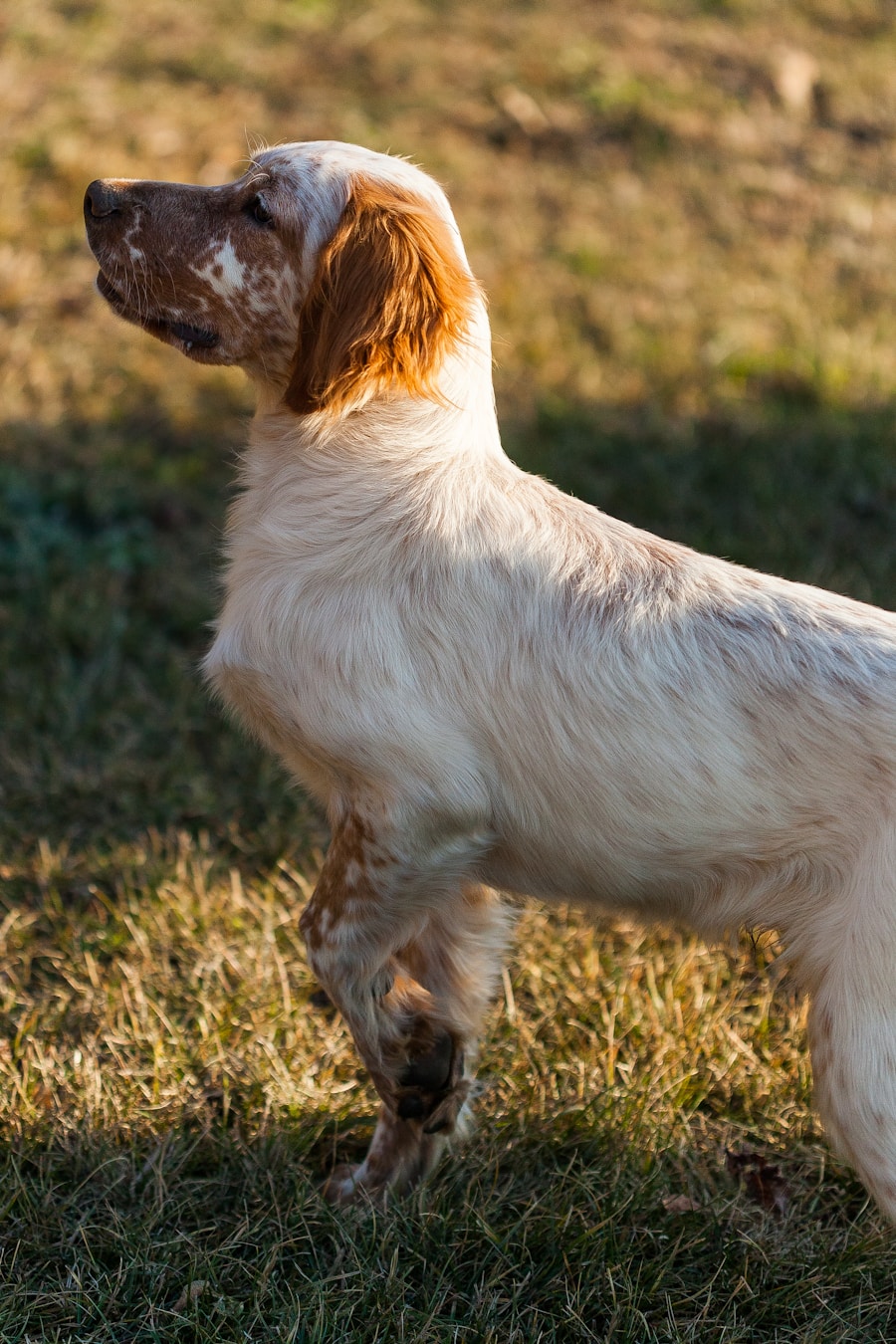 Photo spaniel