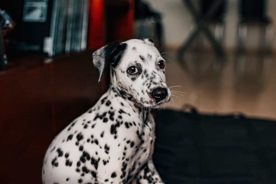 Photo Dalmatian