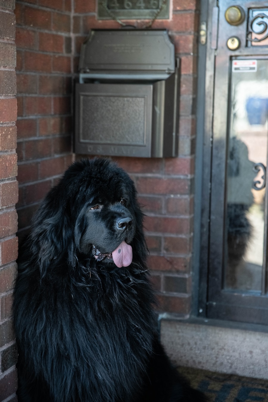Photo Newfoundland dog