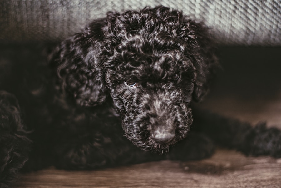 Photo Cocker Spaniel puppy