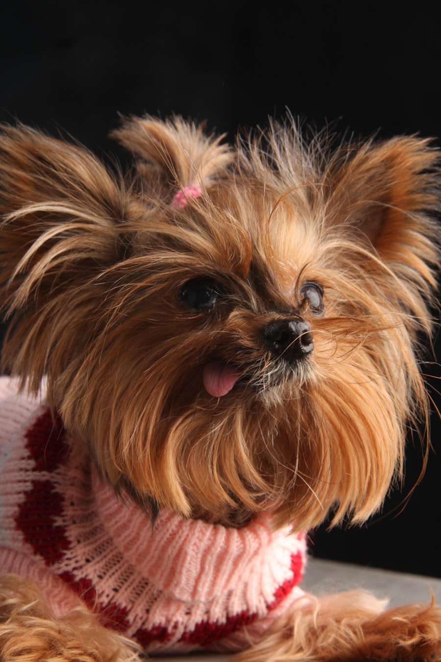 Photo yorkshire terrier