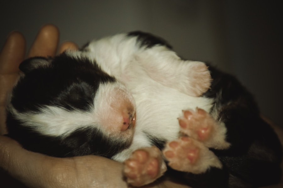 Photo springer spaniel puppy